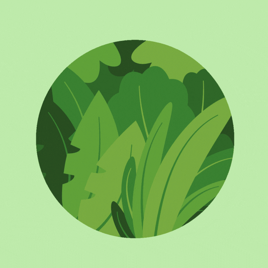 Spark*l Safari Animation